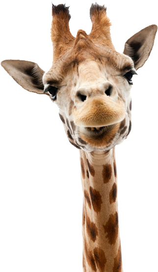 home giraffe v2